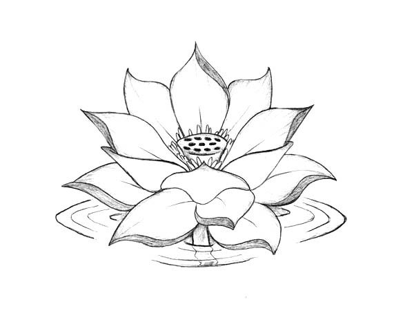 gambar sketsa bunga teratai mewarnai hd