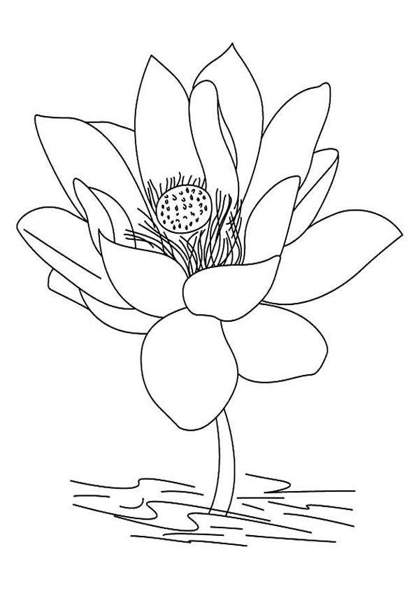 gambar sketsa bunga teratai mewarnai