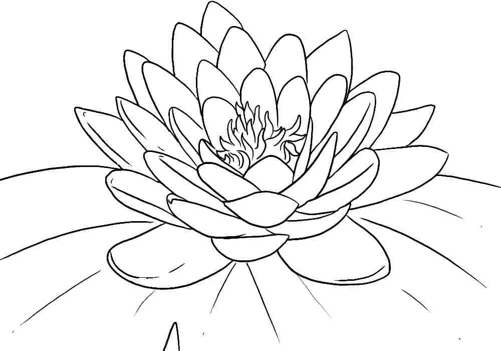 gambar sketsa bunga teratai untuk diwarnai