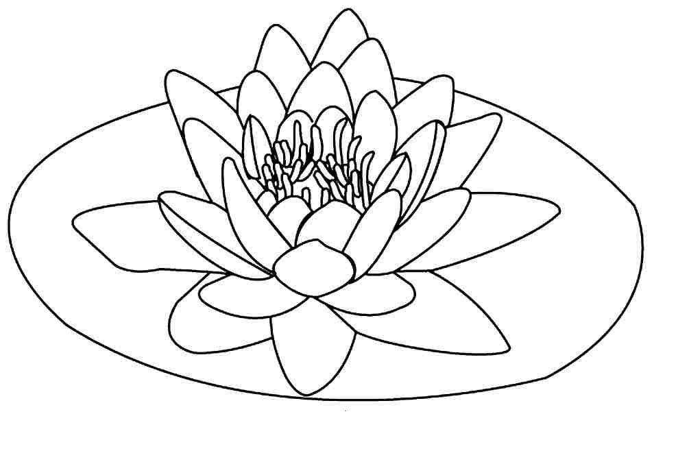 gambar sketsa bunga teratai
