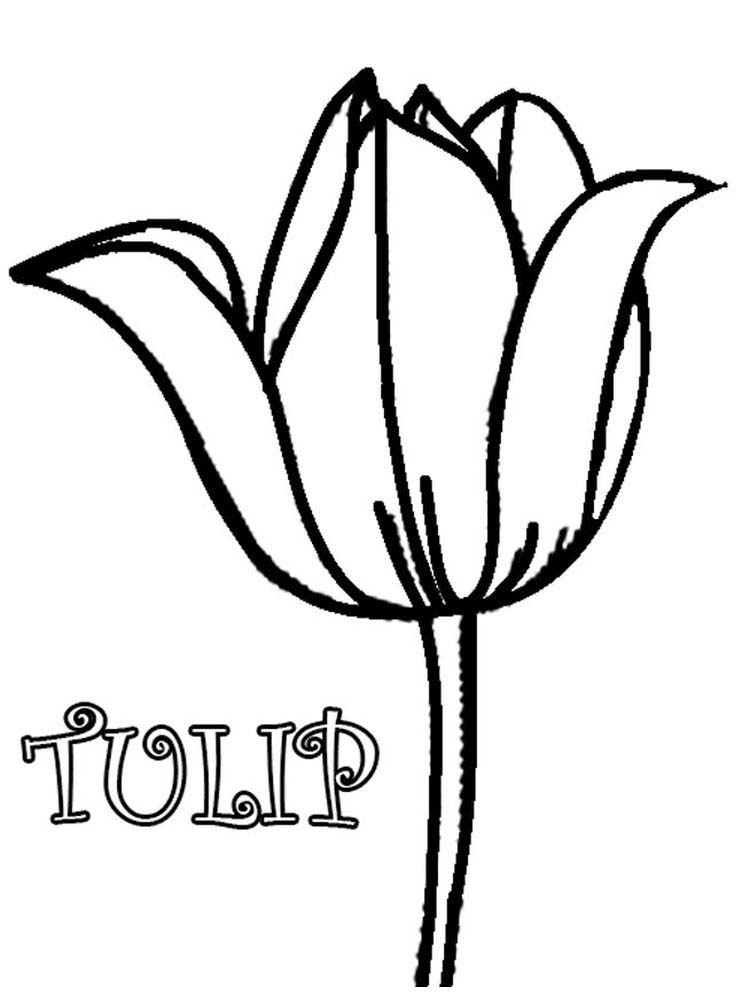 gambar sketsa bunga tulip cantik