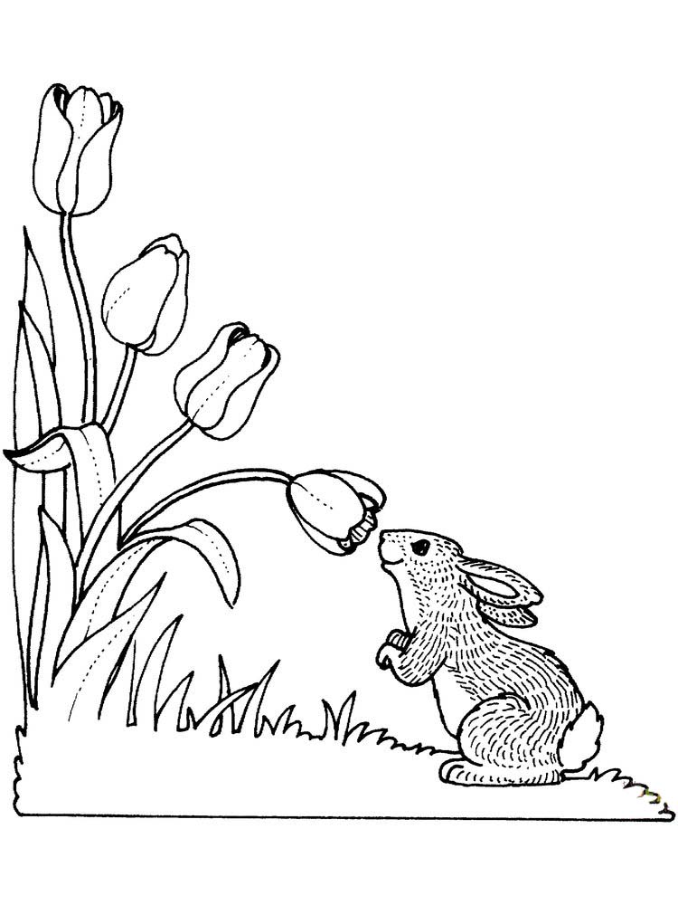 gambar sketsa bunga tulip dan kelinci