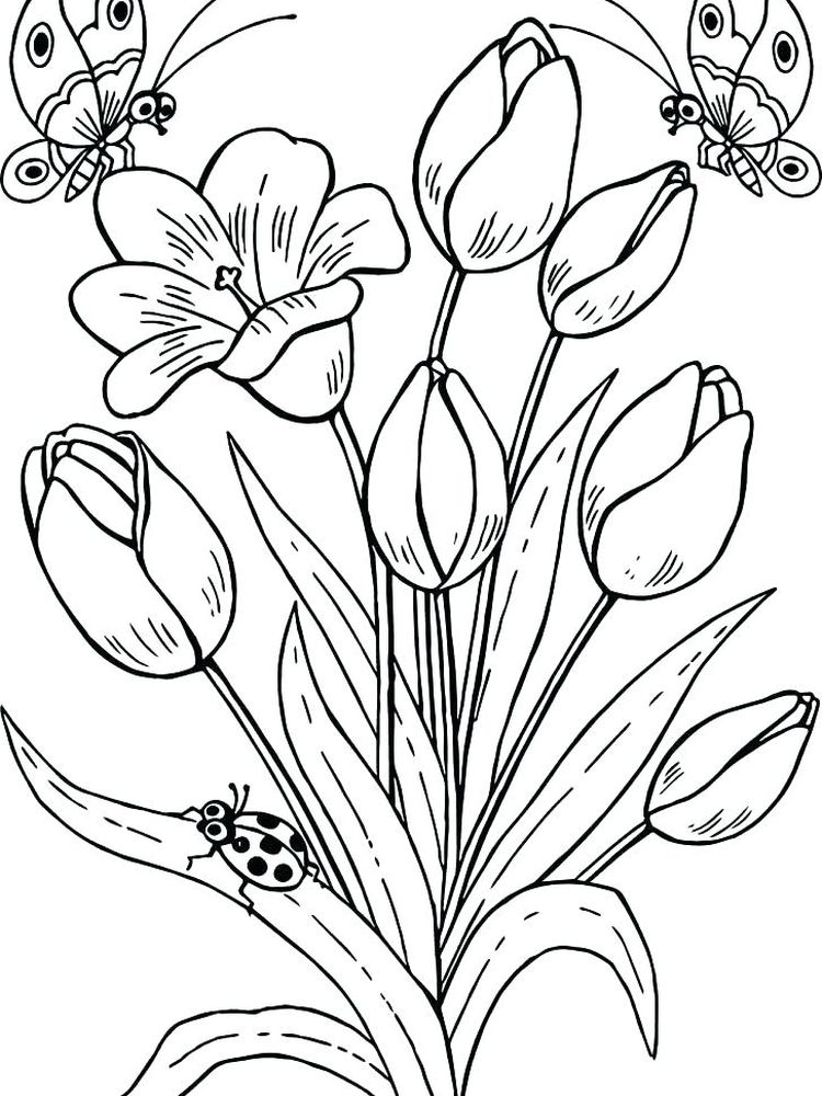 gambar sketsa bunga tulip dan kupu kupu