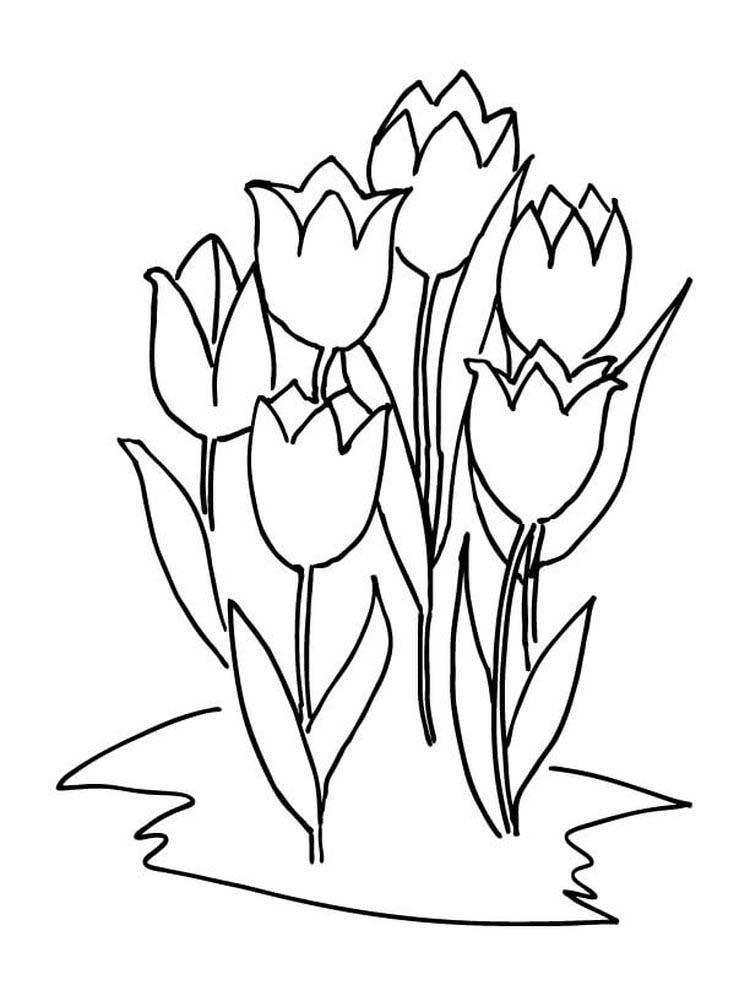 gambar sketsa bunga tulip download