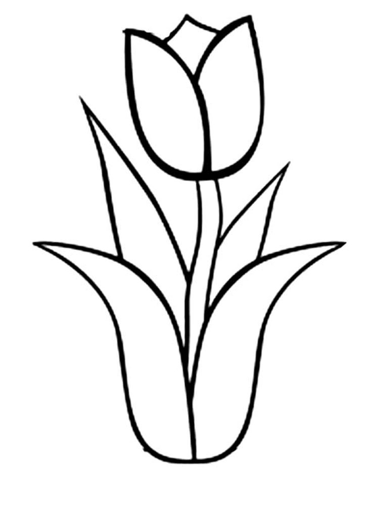 gambar sketsa bunga tulip mewarnai