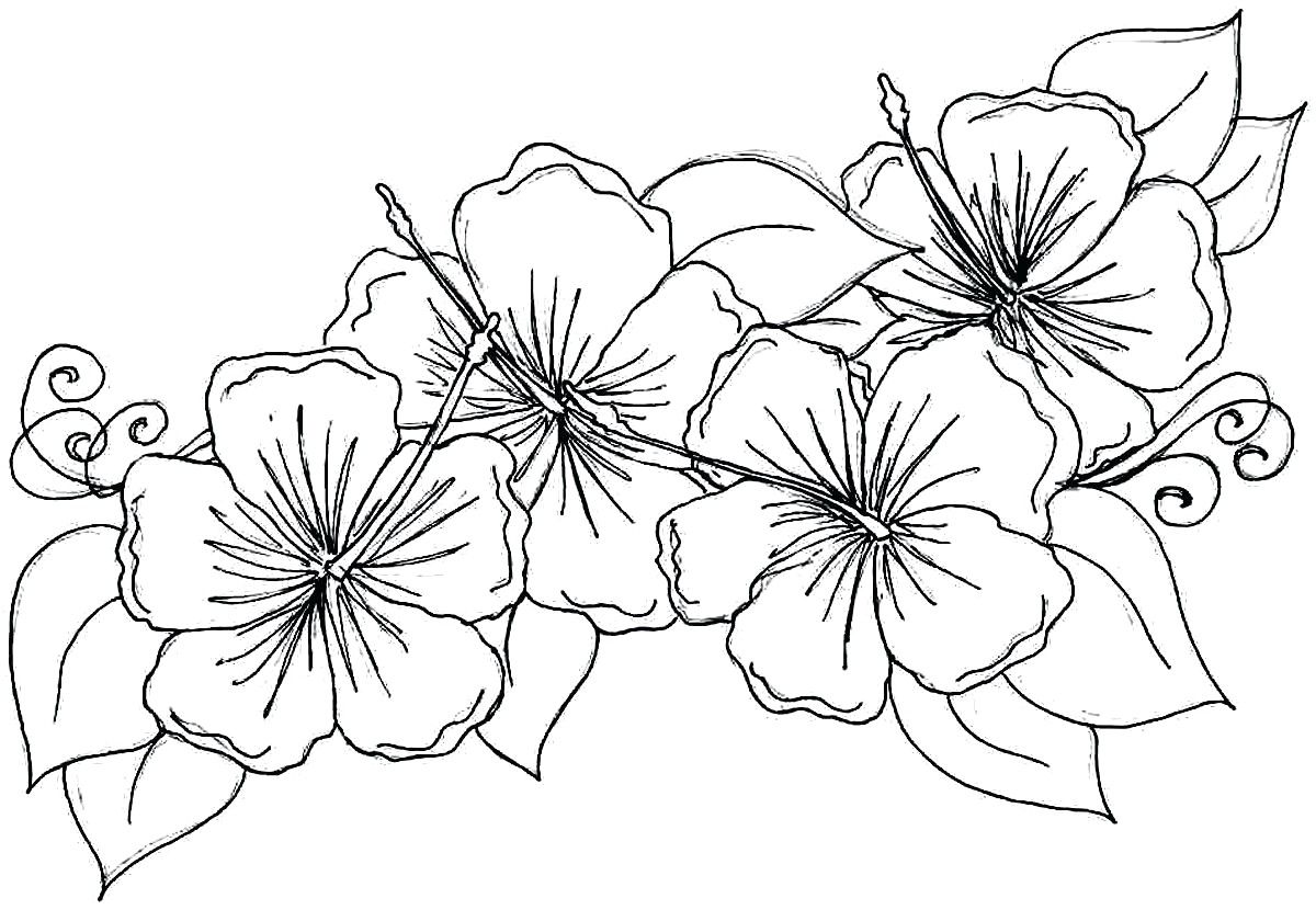 gambar sketsa bunga untuk diwarnai