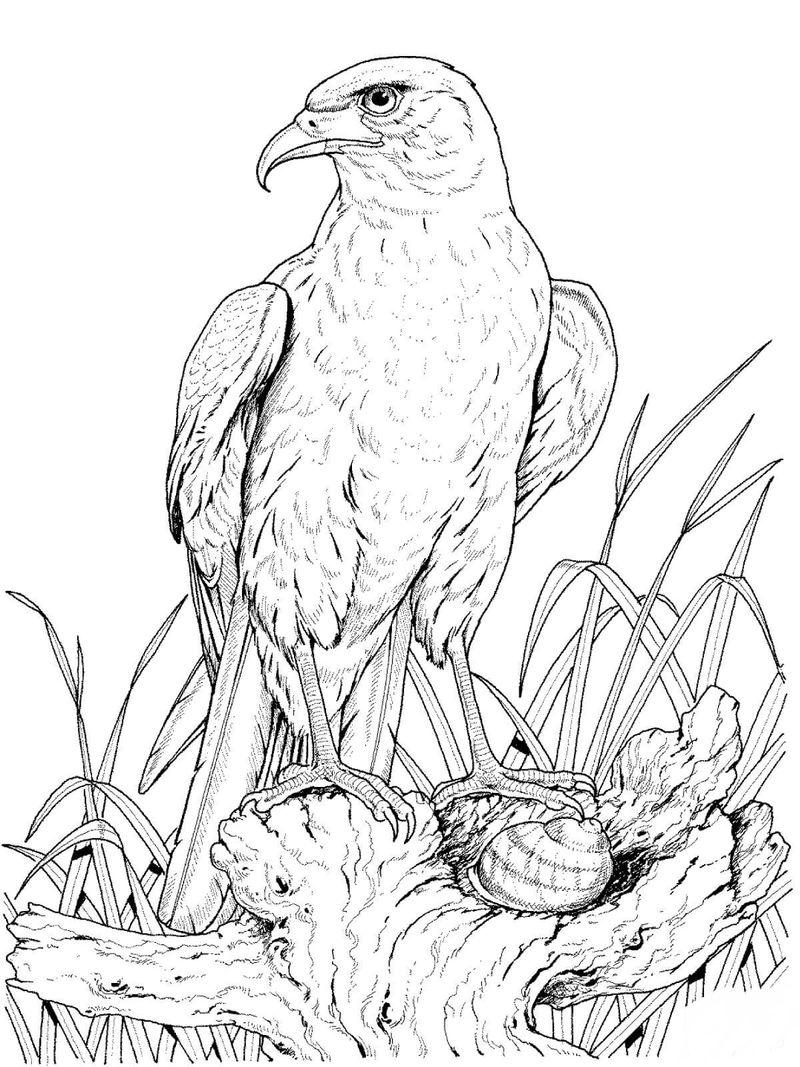 gambar sketsa burung elang kren hd