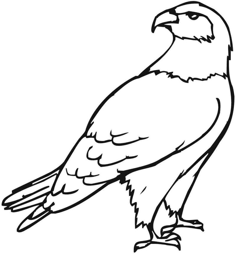 gambar sketsa burung elang mewarnai