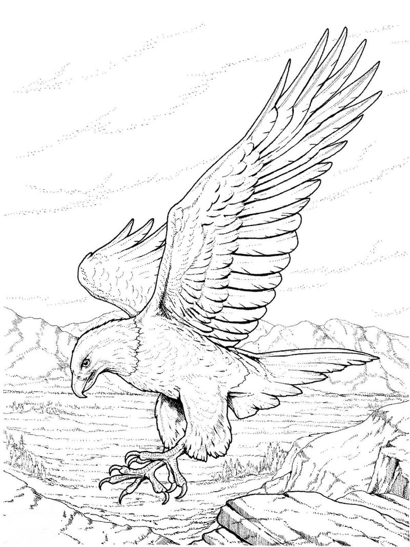 gambar sketsa burung elang sedang berburu