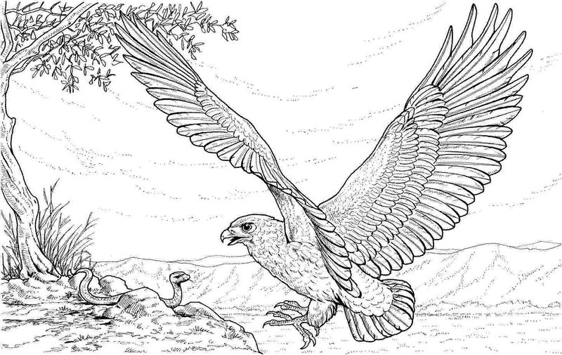gambar sketsa burung elang sedang terbang hd