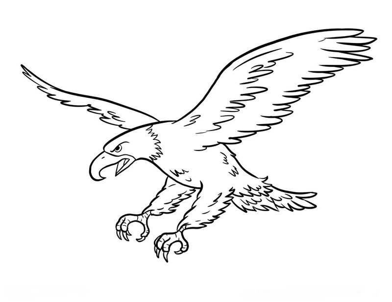 gambar sketsa burung elang terbang tinggi
