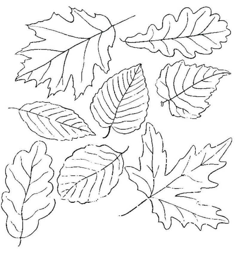 gambar sketsa daun