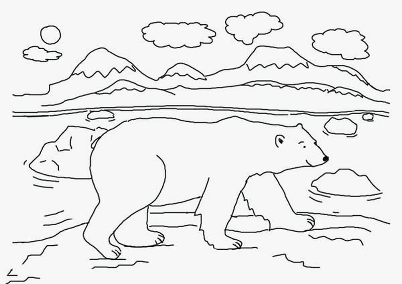 gambar sketsa fauna beruang