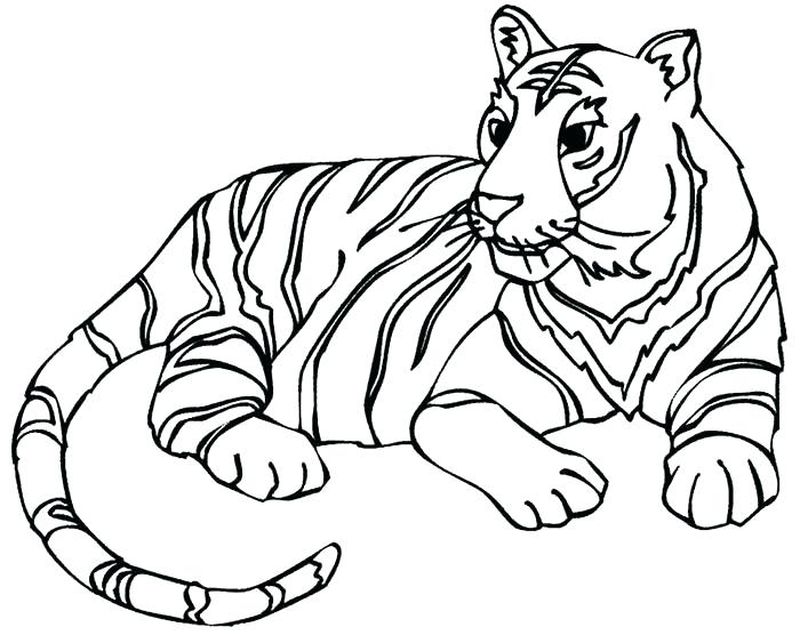 gambar sketsa harimau Hd