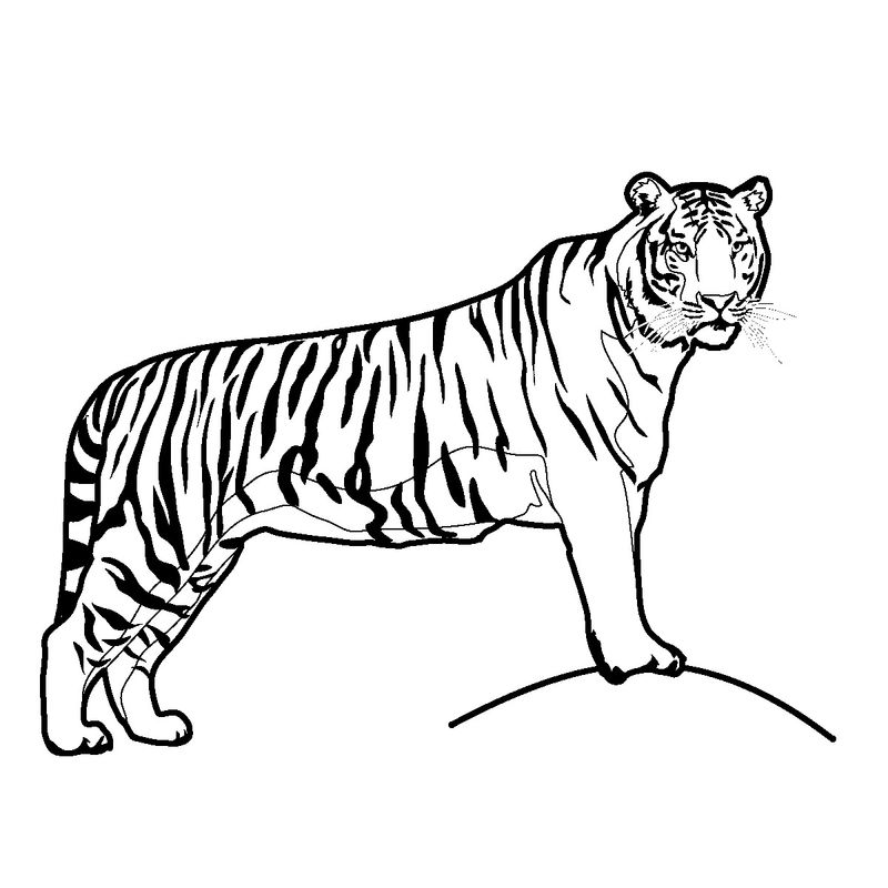 gambar sketsa harimau untuk diwarnai