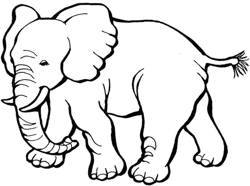 gambar sketsa hewan gajah