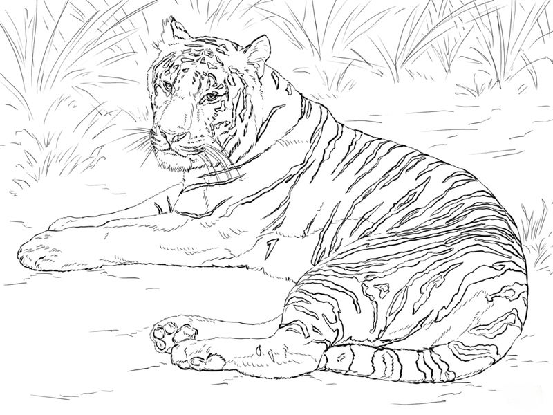 gambar sketsa hewan harimau Hd