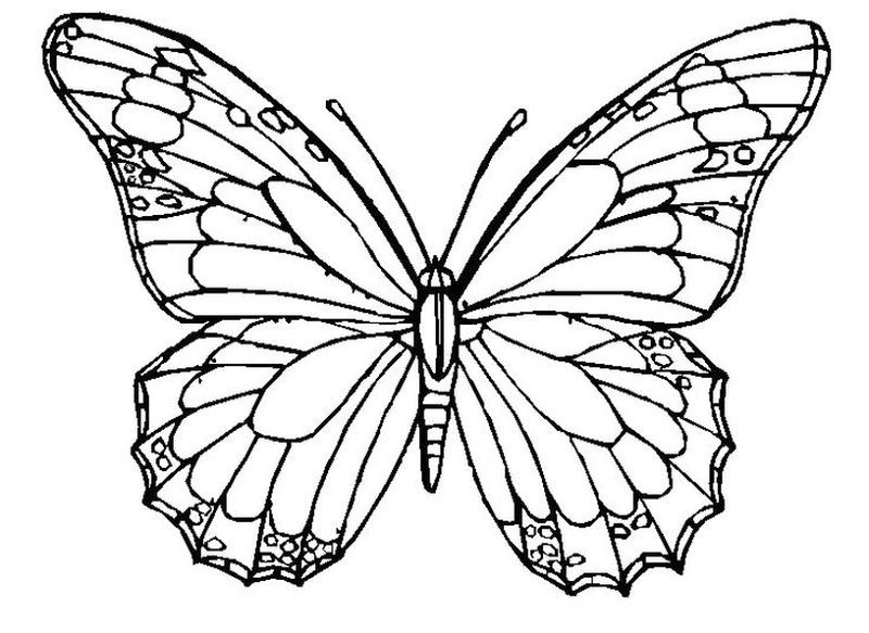 gambar sketsa hewan kupu kupu hd