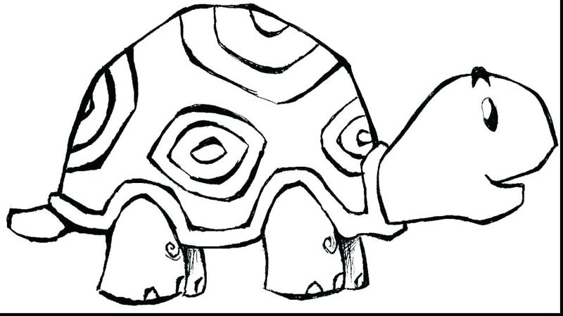 gambar sketsa hewan kura kura