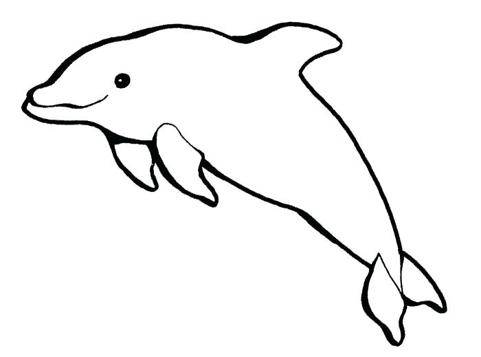 gambar sketsa hewan lumba lumba