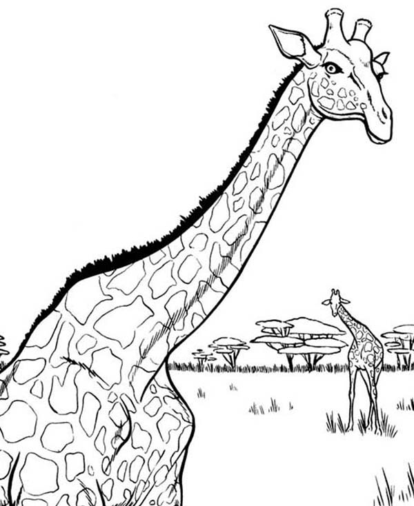 gambar sketsa jerapah hewan leher panjang