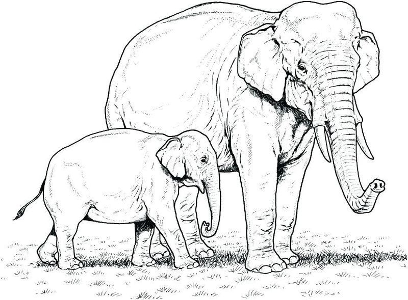 gambar sketsa keluarga gajah
