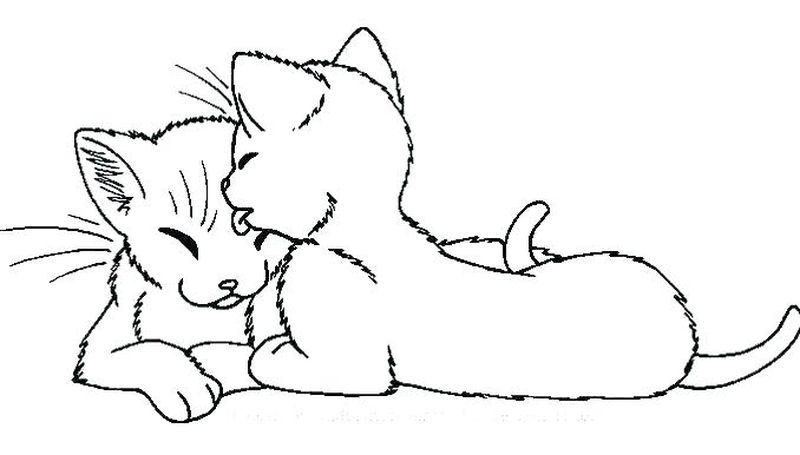 gambar sketsa kucing keren