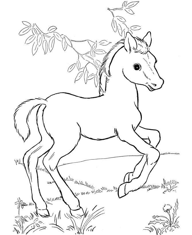 gambar sketsa kuda kartun untuk diwarnai