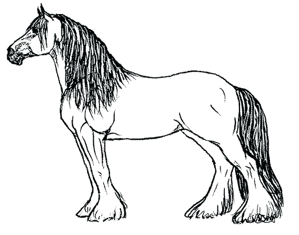 gambar sketsa kuda