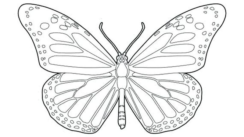gambar sketsa kupu kupu untuk diwarnai
