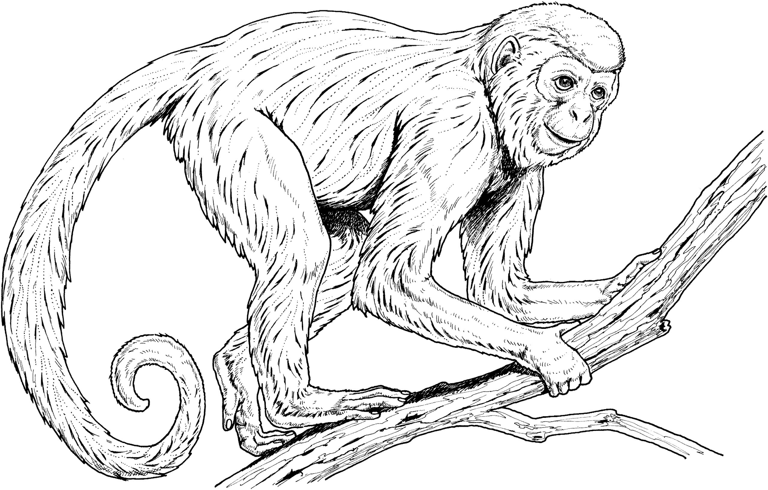 gambar sketsa monyet 1
