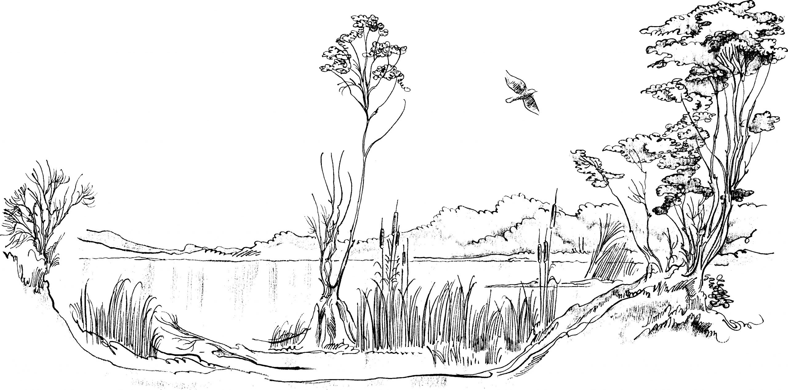 gambar sketsa pemandangan alam danau