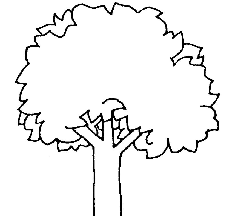 gambar sketsa pohon palm