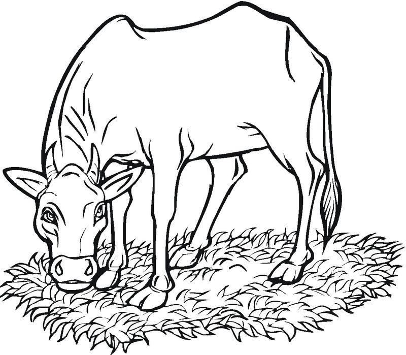 gambar sketsa sapi makan rumput