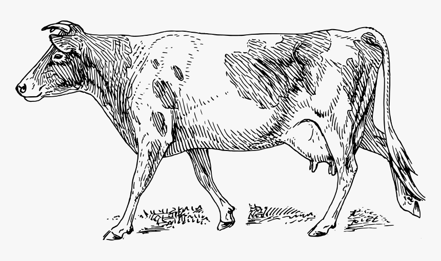 gambar sketsa sapi png