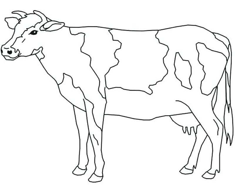 gambar sketsa sapi untuk diwarnai