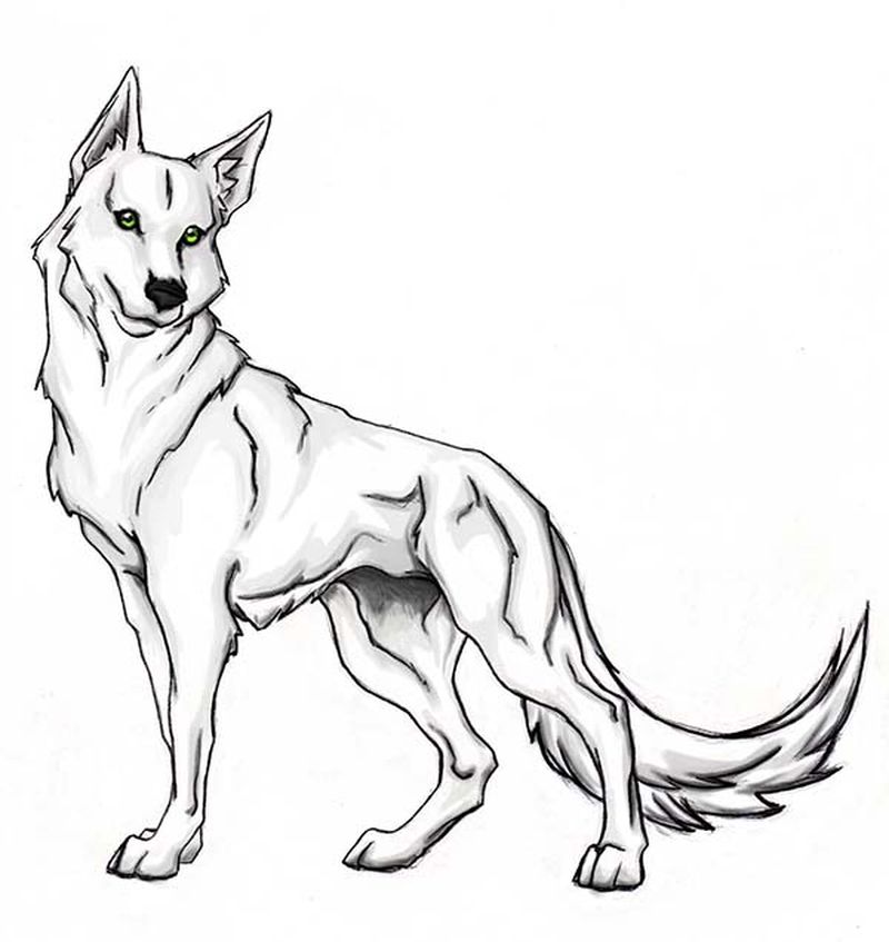 gambar sketsa serigala lucu