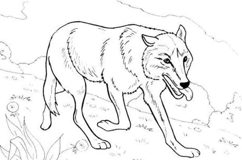 gambar sketsa serigala sedang berjalan