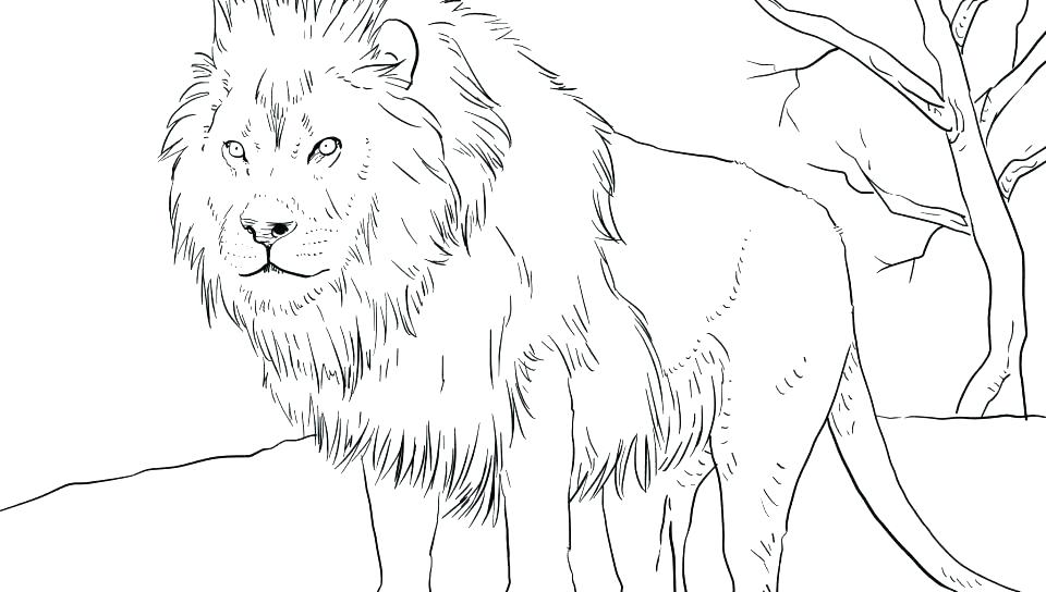 gambar sketsa singa untuk diwarnai
