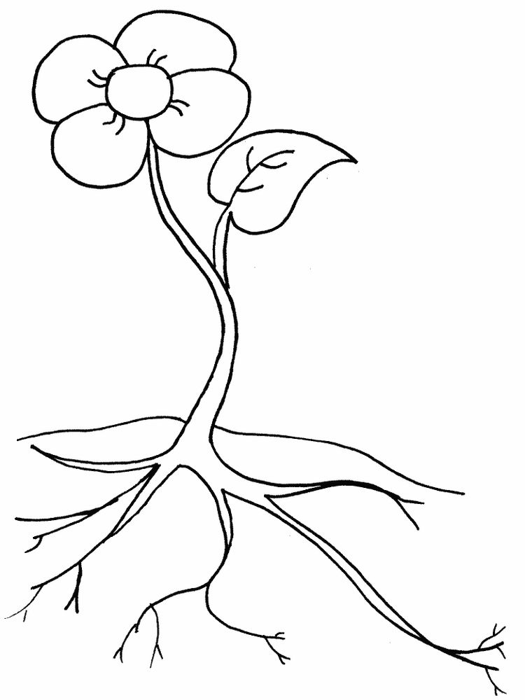 gambar sketsa tumbuhan akar