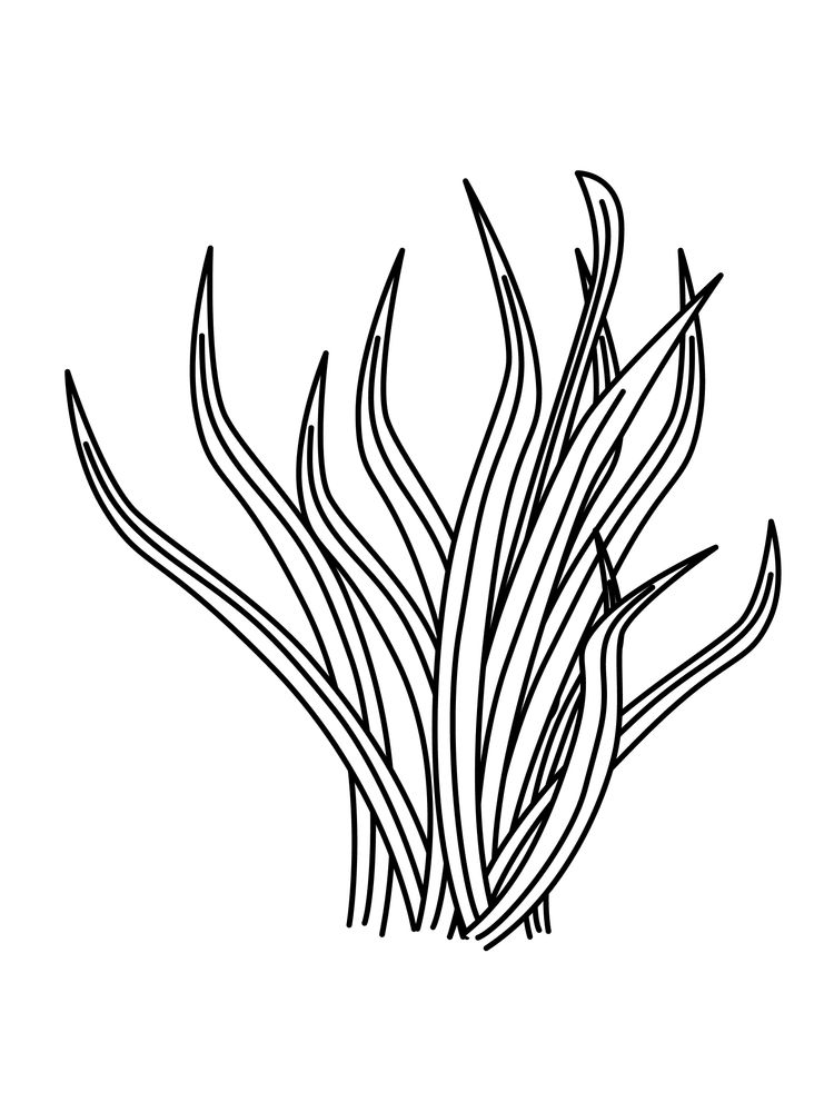 gambar sketsa tumbuhan untuk diwarnai hd