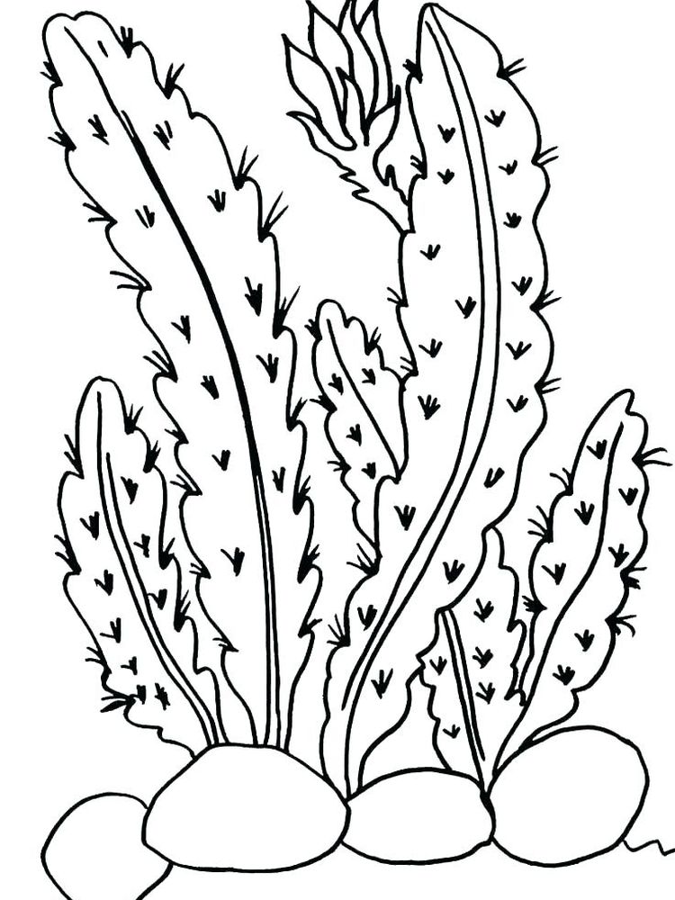 gambar sketsa tumbuhan untuk diwarnai
