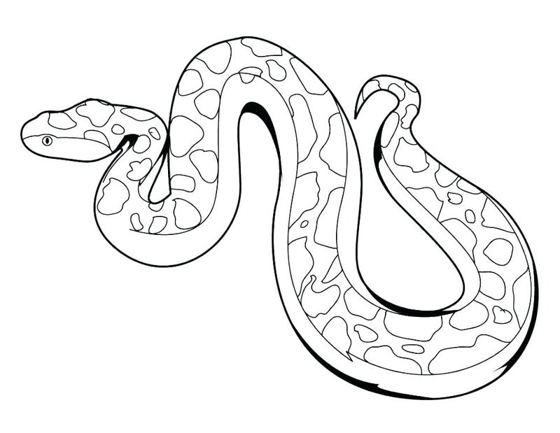 gambar sketsa ular sanca mewarnai
