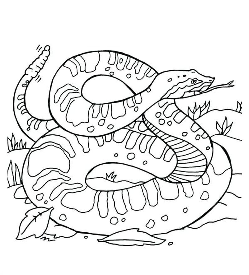 gambar sketsa ular sanca