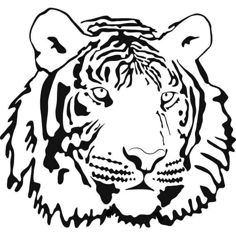 gambar sketsa wajah harimau