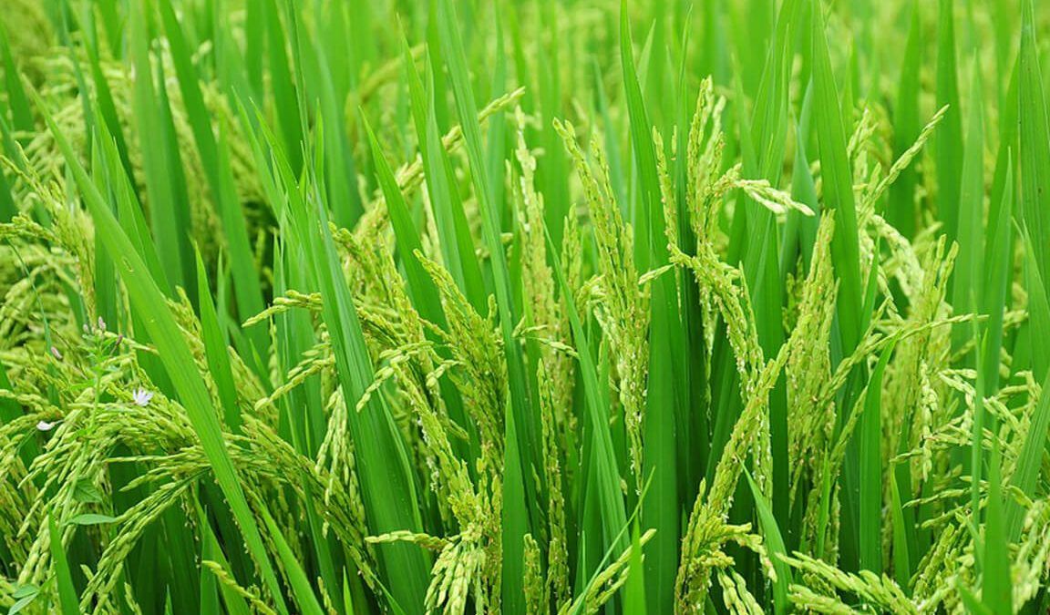 gambar tanaman padi