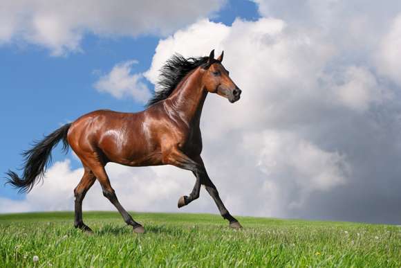 gambar untuk mewarnai kuda poni