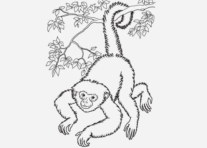 hd gambar sketsa monyet