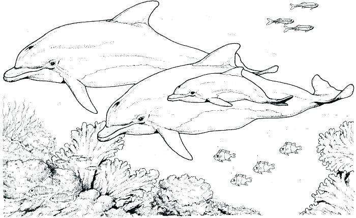 kumpulan gambar sketsa ikan lumba lumba