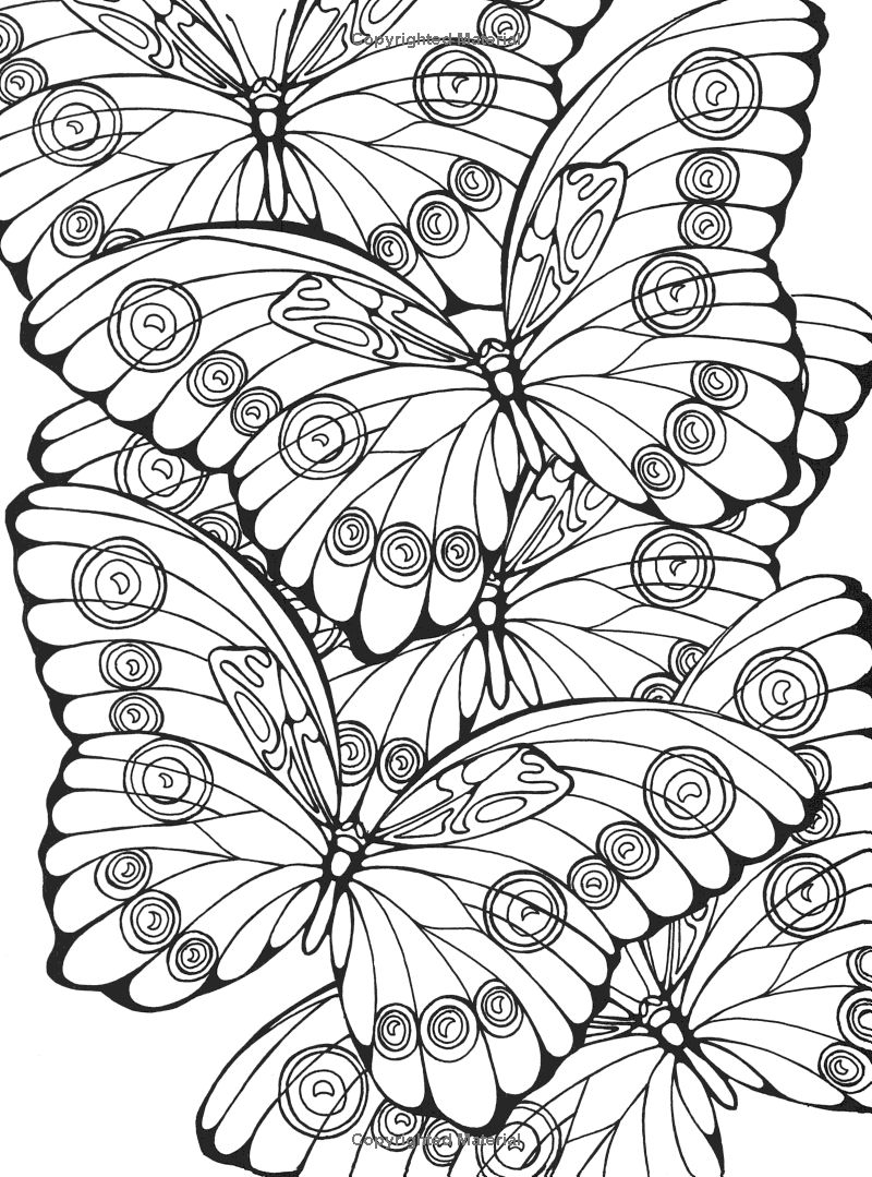 kumpulan gambar sketsa kupu kupu